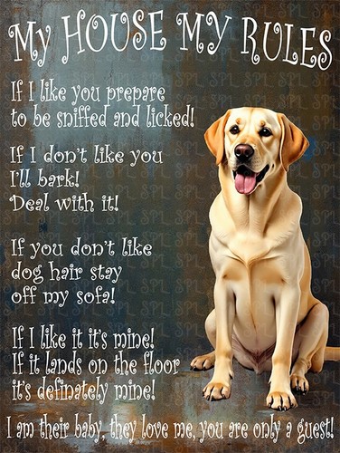 Golden labrador house - house, my