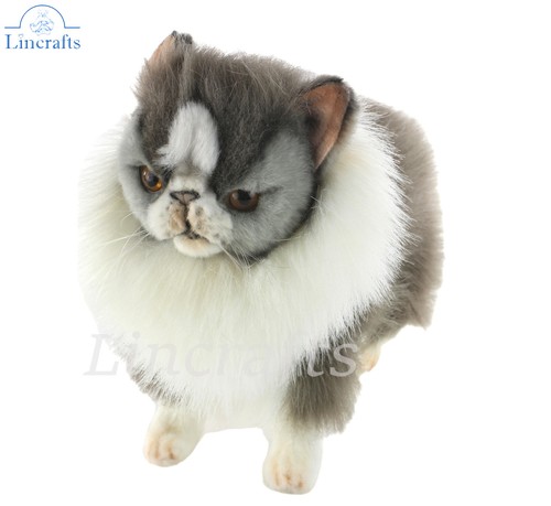 Hansa grey persian - hansa, 7596