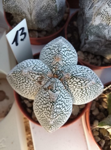 Astrophytum onzuka tyoe - astrophytum,