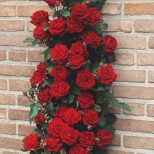Climbing Rose - Heidelberg-