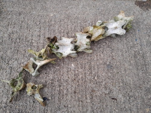 Cow pony spine vertebrae - cow/pony,