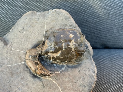 Fossil crab coeloma - fossil,