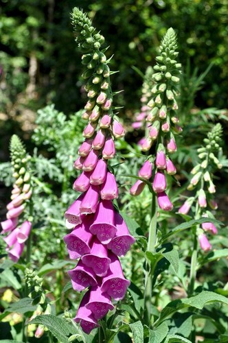 Foxglove digitalis perennial - foxglove,