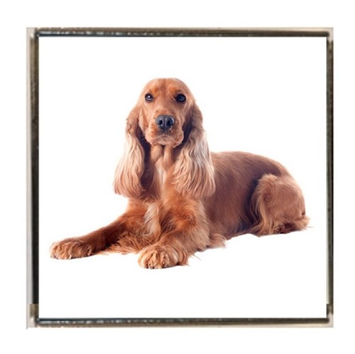 Welsh springer spaniel - welsh, pet