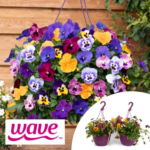 Pansy top wave pre planted - wave', pre-planted
