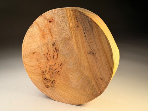 Amazing large burr elm - amazing,