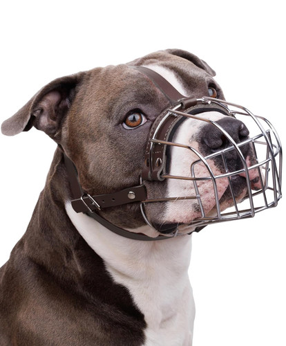 Bronzedog pitbull dog - dog, muzzle