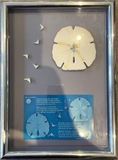 The Sand Dollar by Margaret Bridge – 1988 Polished Aluminium Shadow Box Frame