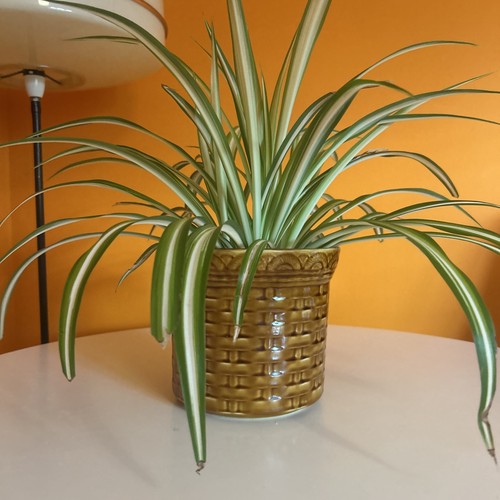 Vintage indoor planter - indoor, plant