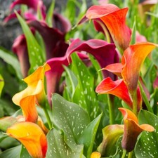 T&M Calla Lily Spectrum Mixed