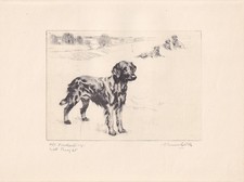 1930 FLAT-COATED RETRIEVER Dog Print - Antique - Vernon Stokes - 11 x 8.25 Inch
