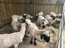 Valley Blacknose Fleece