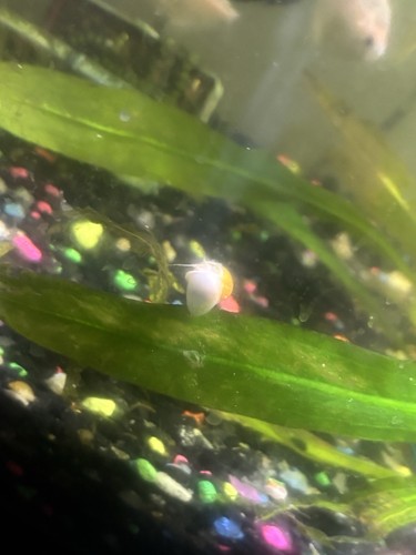 Live gold pea sized - +,