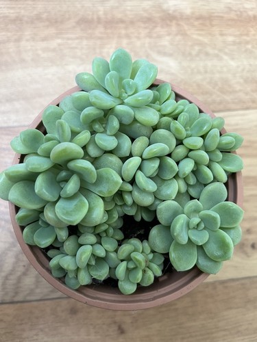 Echeveria amor fati - 5x,