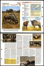 Wildebeest #75 Mammals Wildlife Fact File Fold-Out Card