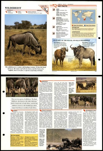 Wildebeest mammals - wildebeest,