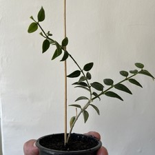 Hoya Bella Rooted Cuttings x1