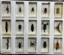 Small Real Bugs / Insects In Clear Acrylic Block Resin Paperweight Taxidermy