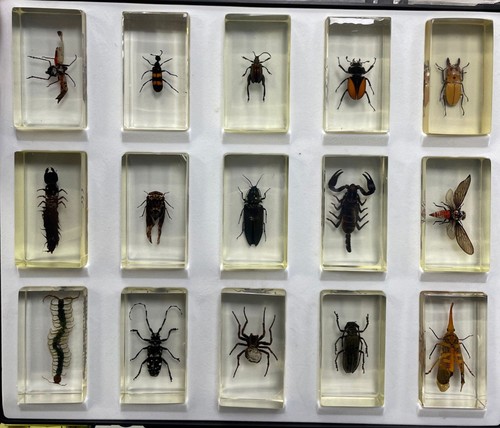 Small real bugs - small, /