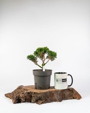 Hinoki Cypress Bonsai Tree 1L
