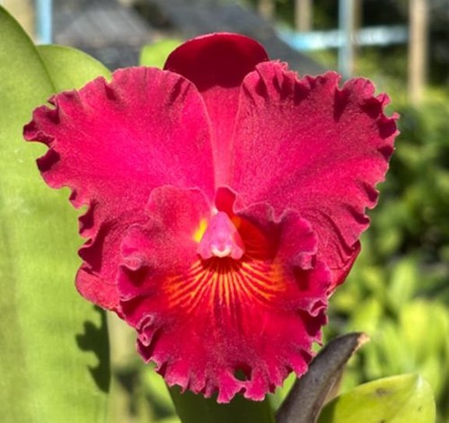 Rare cattleya rlc - rare, /rlc.