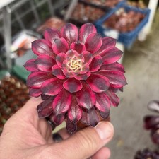 aeonium pink kingkang Width 3