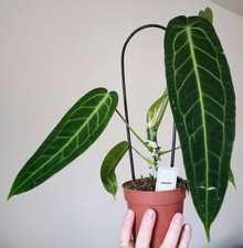 anthurium warocqueanum Inc