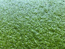 2000 Duck Weed Duckweed Pond Live Aquarium Floating Plants Tropical Shrimp Fish