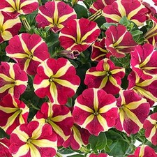 6 Trailing Petunia Queen of