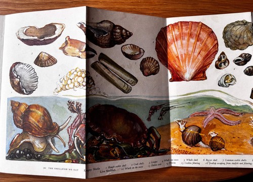 Pantoscope book the - book,