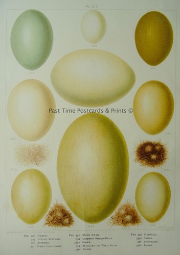 C1896 antique british birds - c1896,