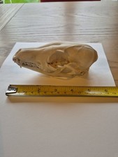 Taxidermy Juvenile Fox Skull
