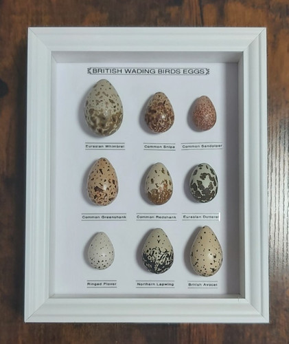 Framed british birds eggs - british,