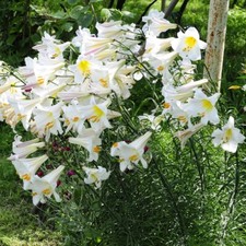 8X Seed White Giant Tree Lily Asiatic Lilium Hardy Garden Plant Large Flowers