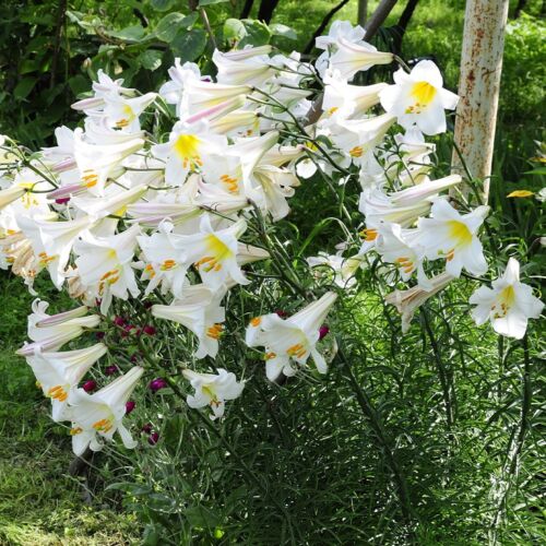Seed white giant tree lily - white,
