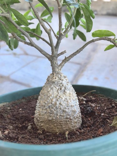 Fockea edulis seed grown rare - fockea,