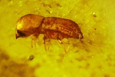 Fossil copal Amber with COOL INSECT INCLUSIONS + printed photos #8