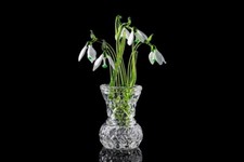 Mother's Day Flower Snowdrop
