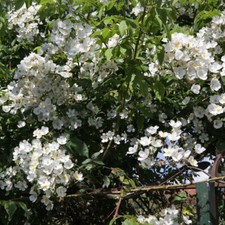 T&M Rambling Rose filipes