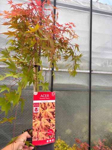 Acer cascade ruby - ruby,