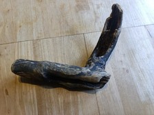Unique Gnarled Driftwood Piece 28x6cm approx  Ideal For Craft Or An Ornament 