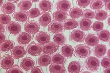 LIBERTY ARTS FABRIC DESIGN