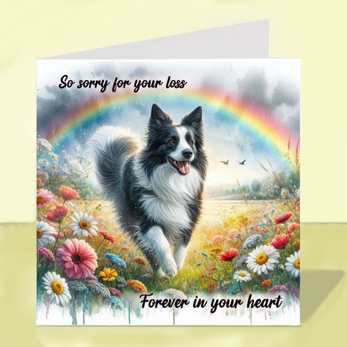 Border collie dog - dog, bereavement