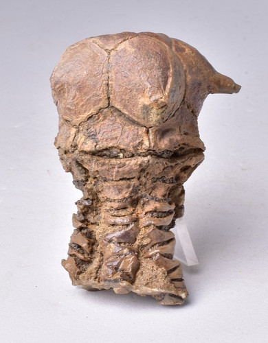 Crinoid fossil jimbacrinus - crinoid,