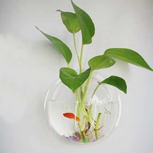 Round fish bowl transparent - fish,