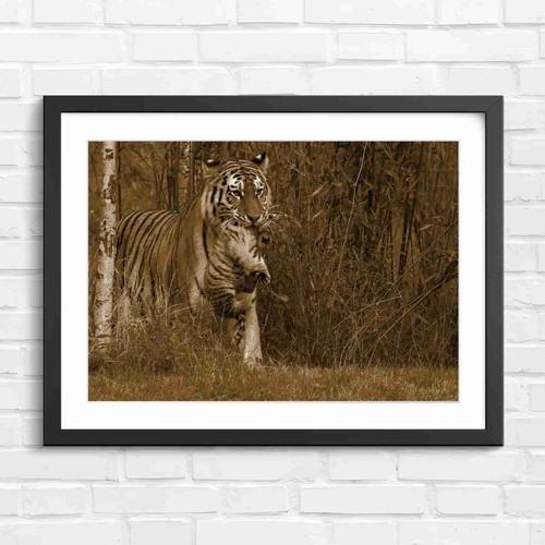 Mother tiger carrying cub - tiger, in