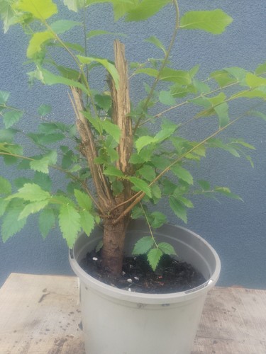 Elm bonsai tree yamadori raw - elm,