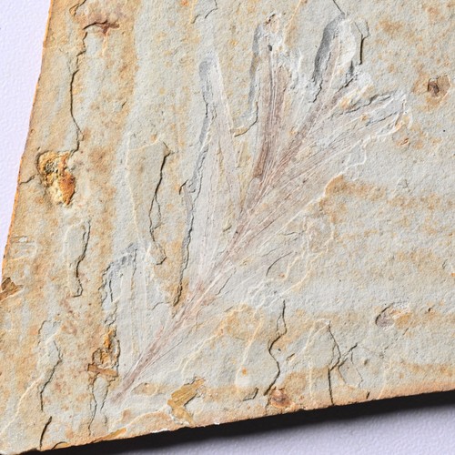 Cretaceous plant - cretaceous,