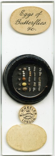 Antique microscope slide - antique,