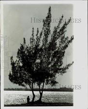 1965 Press Photo A tree on the